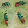 Chrysis marginata aliunda